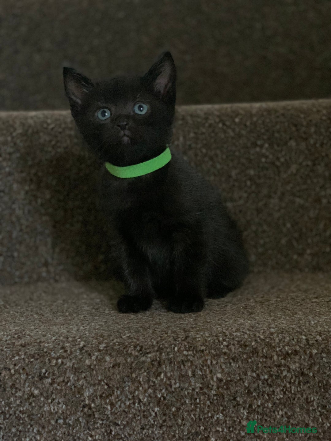 Russian Blue cats for sale: Beautiful Russian Blue x kittens READY NOW - Image 17