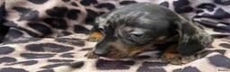 Miniature Dachshund dogs for sale: Miniature Dachsund puppies 3 boys 1 girl  - Advert 10