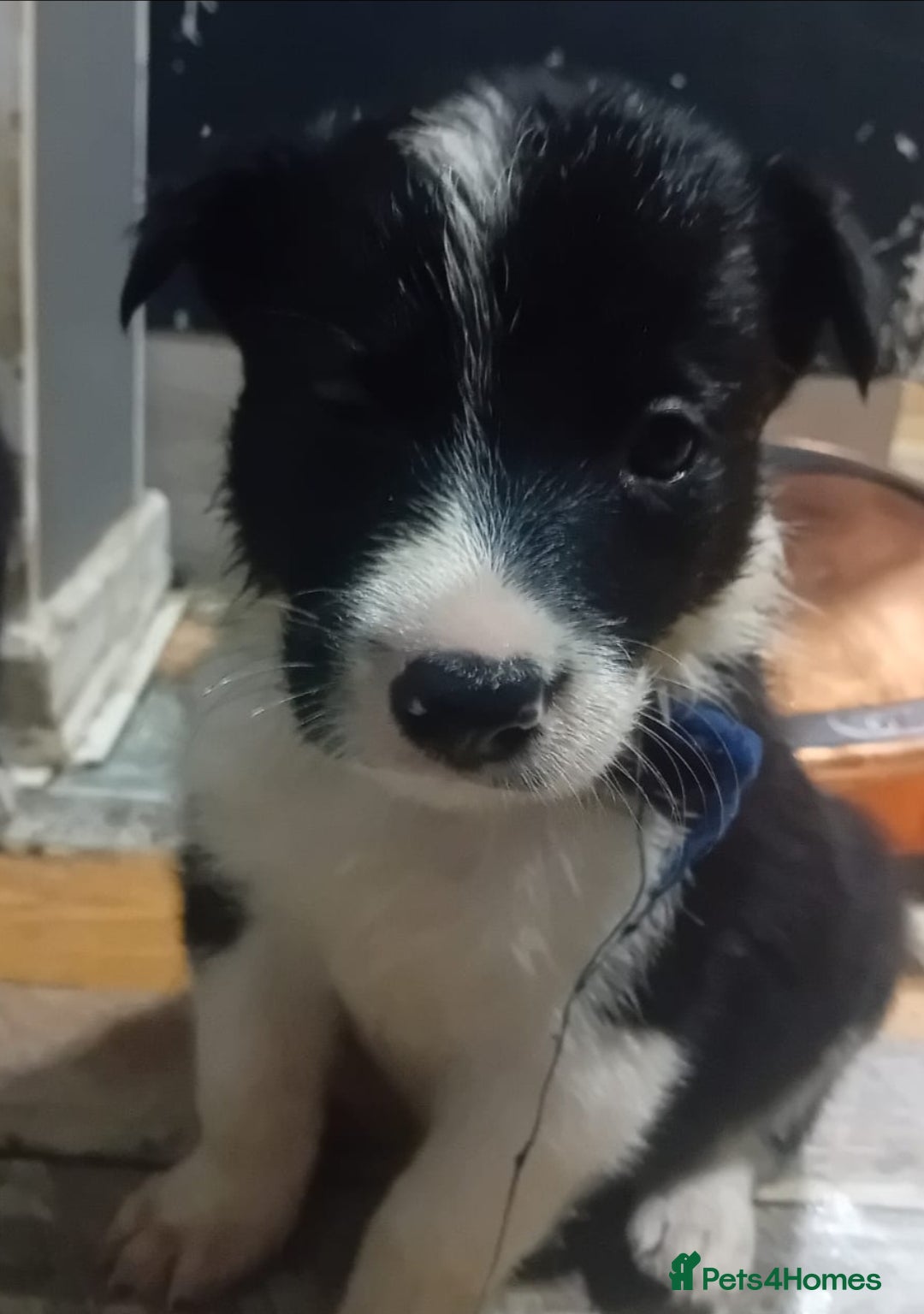 Border Collie dogs for sale: Ready NOW - One Border Collie Pup Left - Advert 3