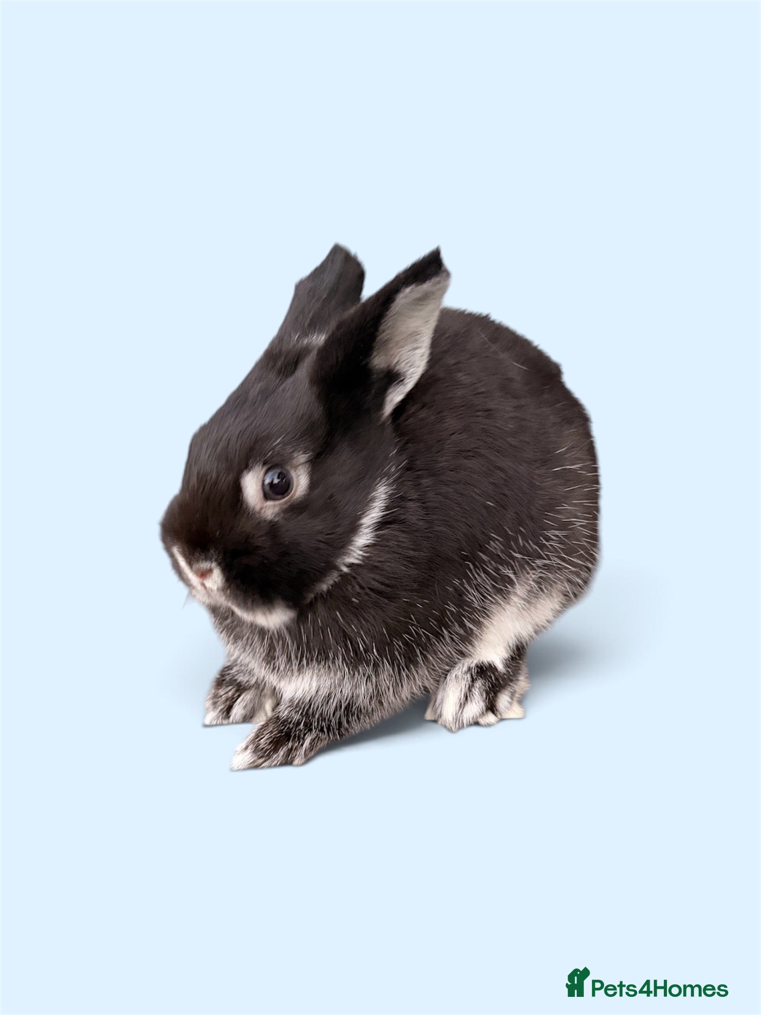 Netherland Dwarf rabbits STUNNING TAME PUREBRED NETHERLAND DWARF BOYS - Advert 2