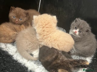British Shorthair cats 🏆 Beautiful litter british shorthair babies 🥇 - Advert 18
