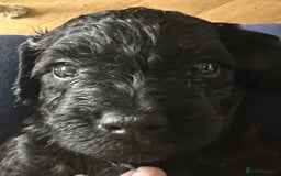 Australian Labradoodle dogs for sale: Labradoodle x Cockerpoo. Ready! Beautiful babies! - Image 6