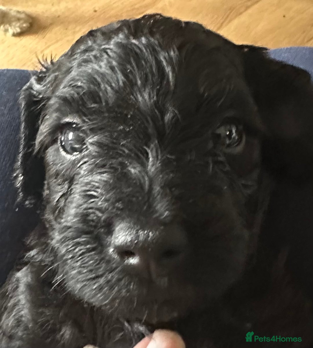 Australian Labradoodle dogs for sale: Labradoodle x Cockerpoo. Ready! Beautiful babies! - Image 6