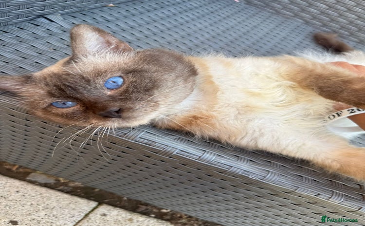 Ragdoll cats - Advert 1