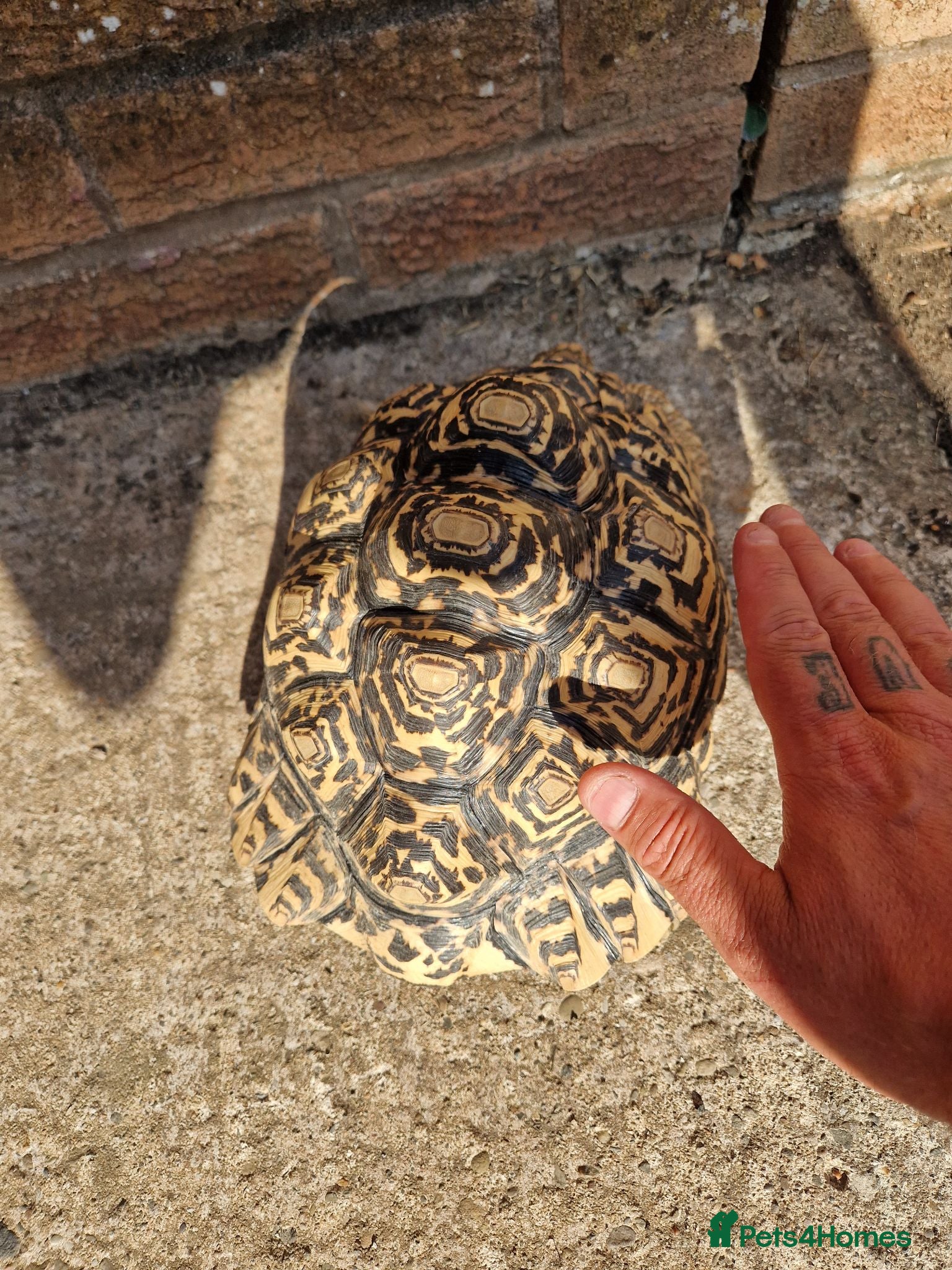 Tortoise reptiles Cb 2019 leopard tortoise - Advert 2