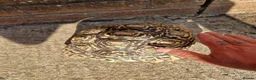 Tortoise reptiles for sale: Cb 2019 leopard tortoise - Advert 2