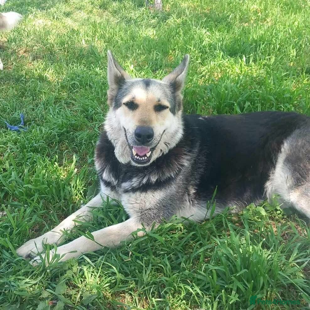 German Shepherd dogs Fabulous Flossy - Advert 2