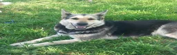 German Shepherd dogs for adoption: Fabulous Flossy - Advert 1
