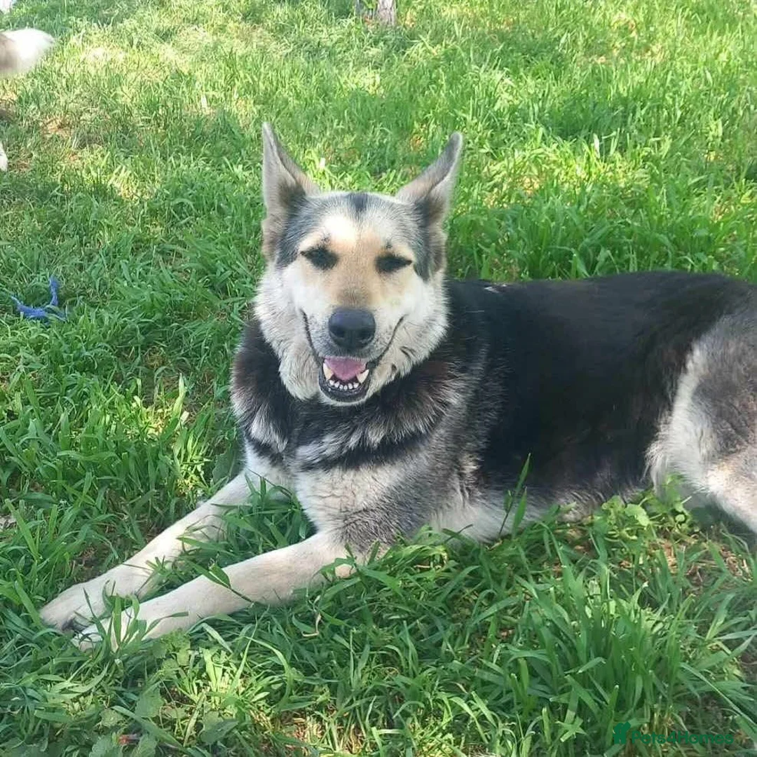 German Shepherd dogs for adoption: Fabulous Flossy - Advert 1