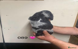 Cocker Spaniel dogs for sale: Blue Roan and Blue Roan & Tan - Image 22