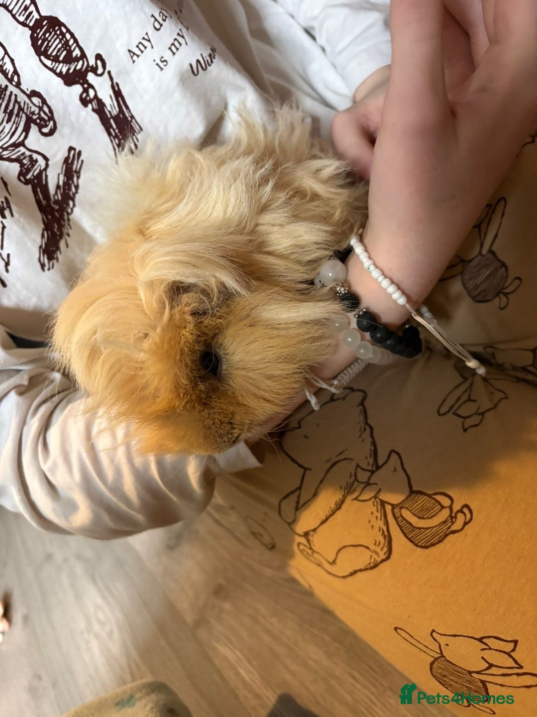 Guinea Pig rodents for sale: Male guinea pigs all different breeds  - Image 2