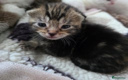 Mixed Breed cats for sale: Mixed kittens😻😽Ragdoll x domestic 🙀👌 - Advert 11