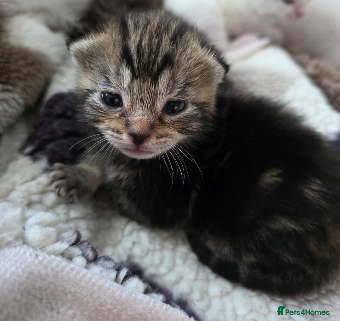 Mixed Breed cats for sale: Mixed kittens😻😽Ragdoll x domestic 🙀👌 - Advert 11