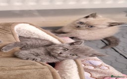 British Shorthair cats for sale: Chunky bsh kittens ready to leave now ❤️  - Image 9