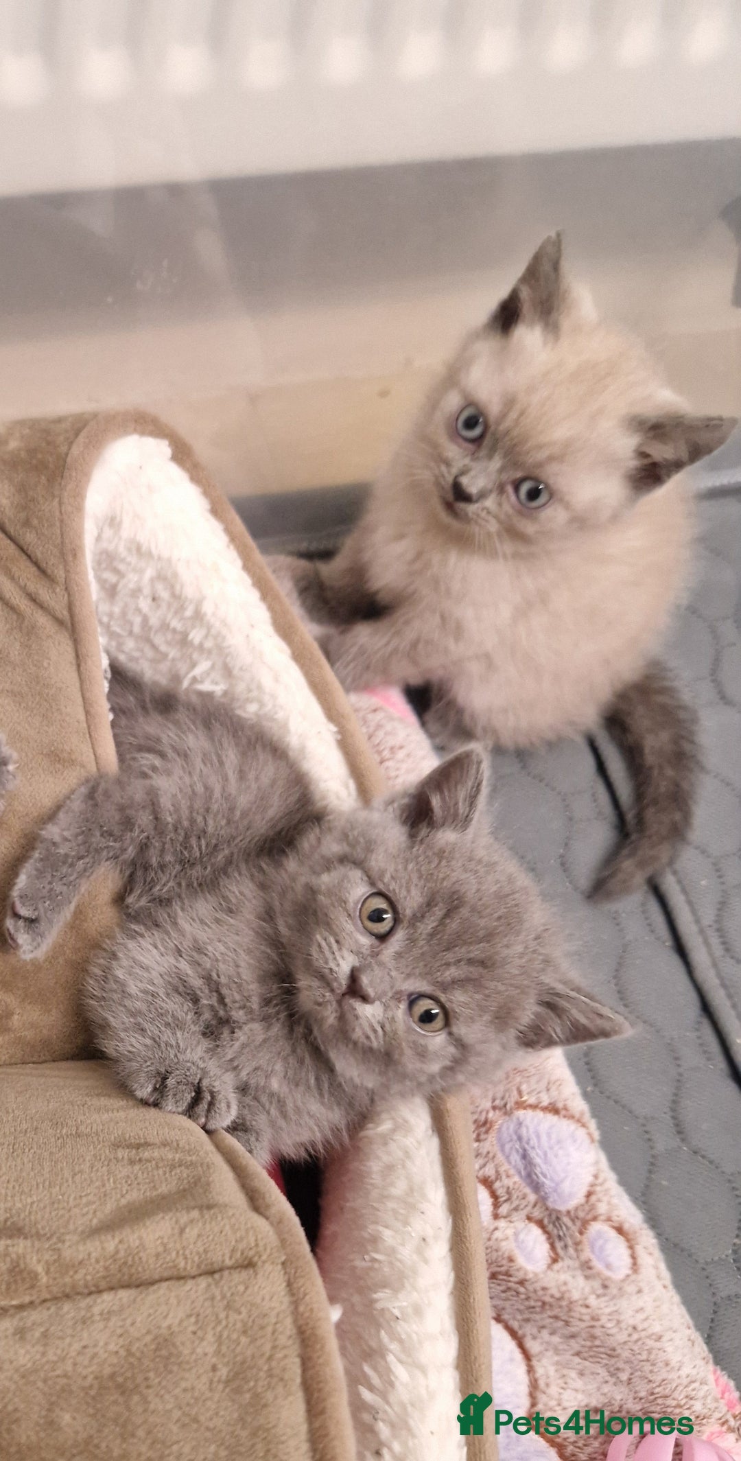 British Shorthair cats for sale: Chunky bsh kittens ready to leave now ❤️  - Image 9
