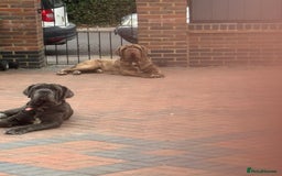 Neapolitan Mastiff dogs for sale: Nelly and vinnie Neapolitan mastiff  - Image 2
