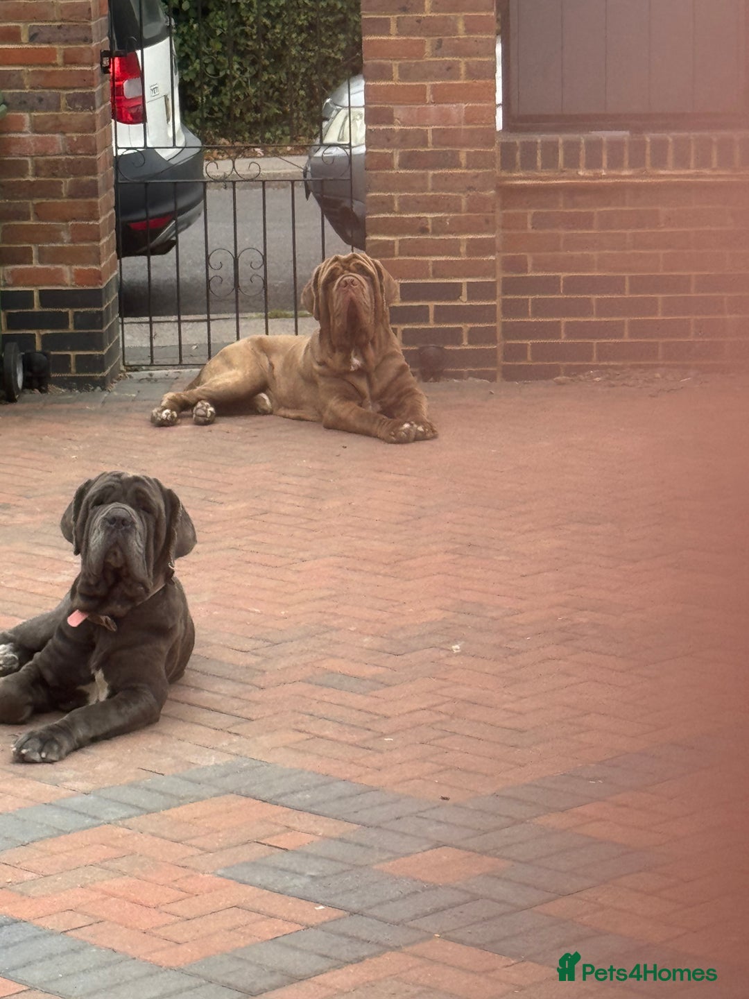 Neapolitan Mastiff dogs for sale: Nelly and vinnie Neapolitan mastiff  - Image 2