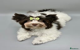Yorkshire Terrier dogs for sale: Tiny Boys !!! Pedigrees !!! in Coventry - Image 3