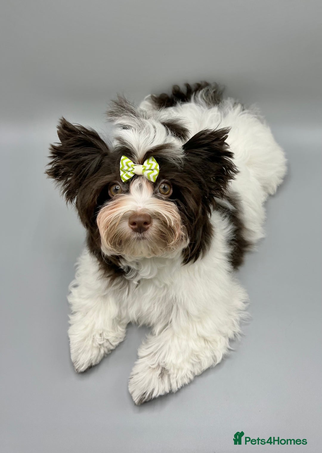 Yorkshire Terrier dogs for sale: Tiny Boys !!! Pedigrees !!! in Coventry - Image 3