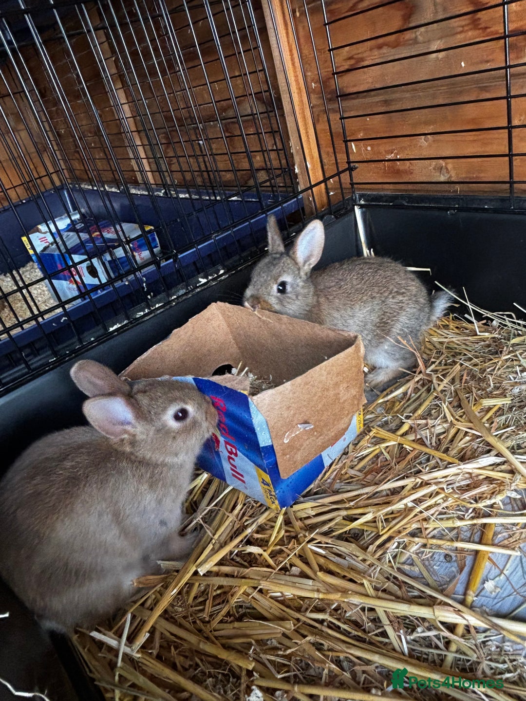 Netherland Dwarf rabbits for sale: Female neverland for sale  in Camberley - Image 2