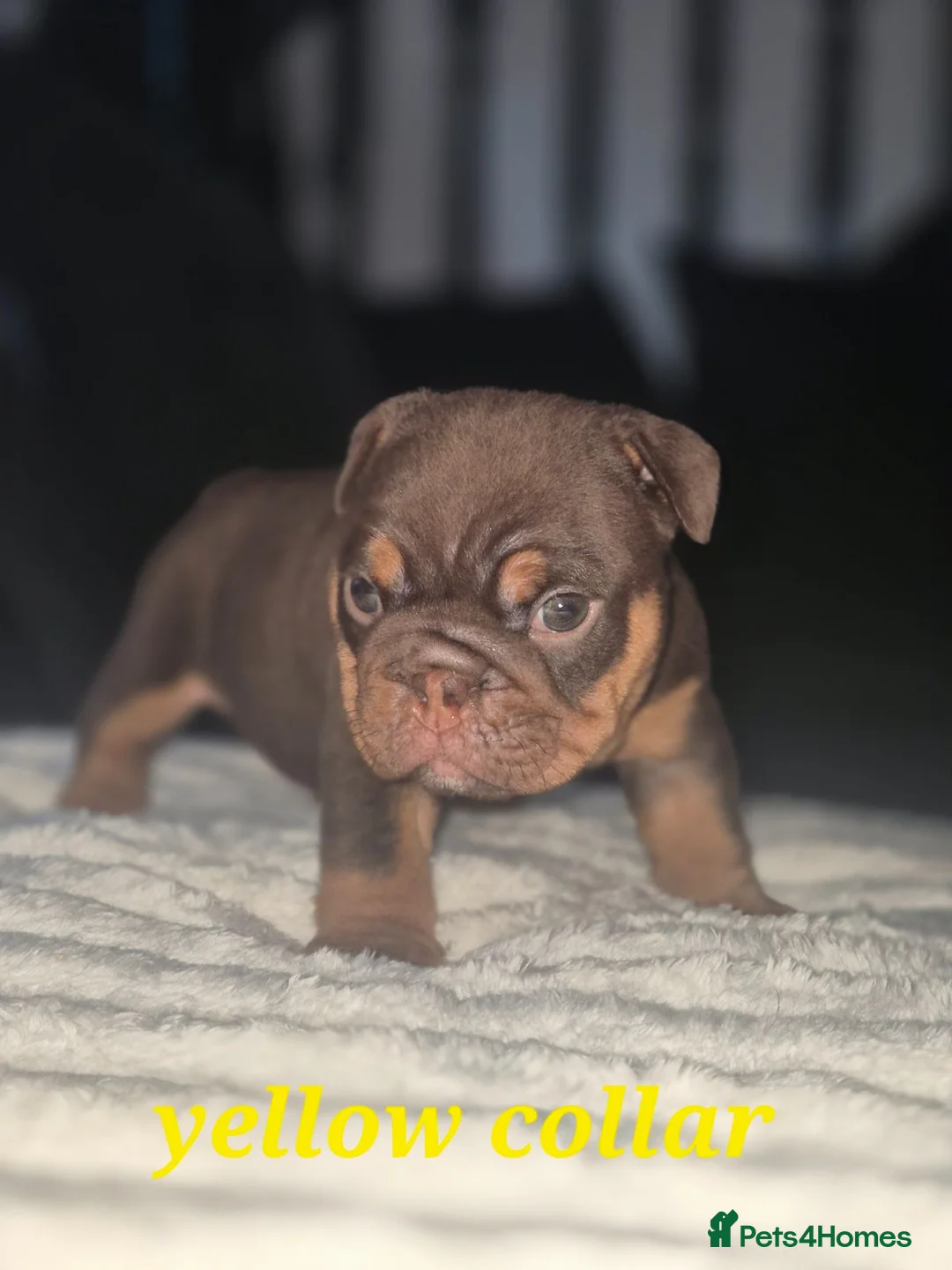 English Bulldog dogs for sale: READY TO LEAVE! KC ENGLISH BULLDOG PUPS  - Advert 25