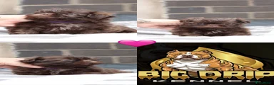 Shih Tzu 5