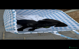 Cane Corso dogs for sale: cane corso puppy’s! - Image 10