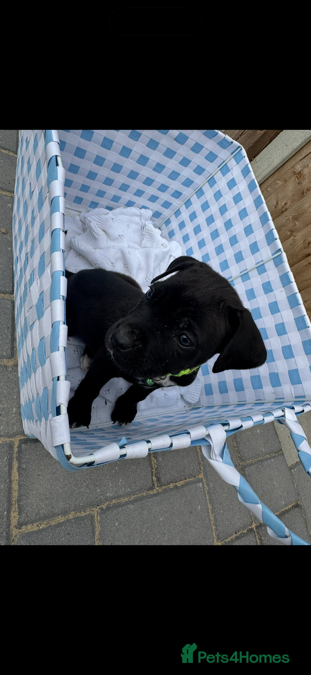 Cane Corso dogs for sale: cane corso puppy’s! - Image 10