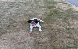 English Springer Spaniel dogs for stud: English Springer Spaniel for Stud - Image 1