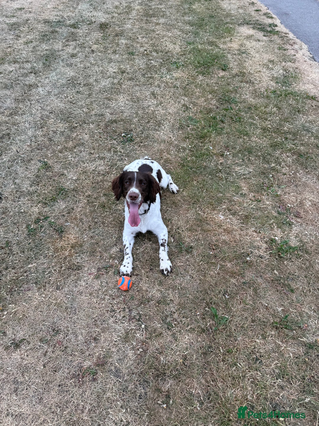 English Springer Spaniel dogs for stud: English Springer Spaniel for Stud - Image 1