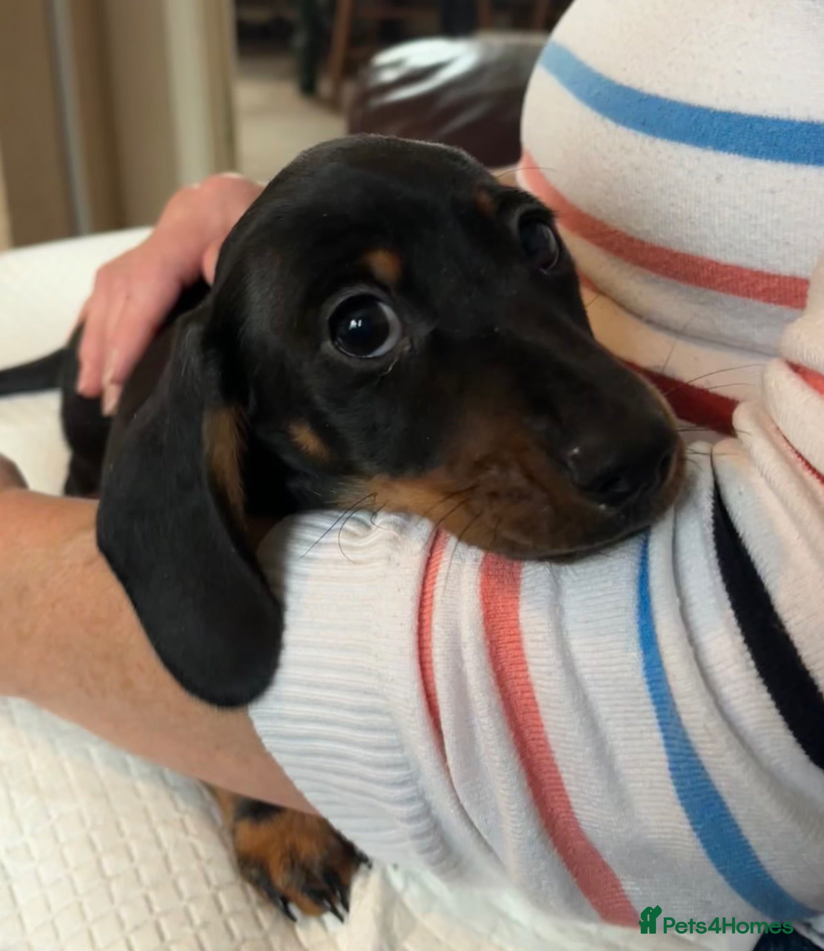 Miniature Dachshund dogs Dachshund puppies for sale - Advert 17