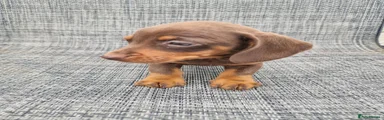 Dachshund 7