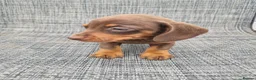 Dachshund dogs for sale: Dachshund puppies 8wks - Advert 14