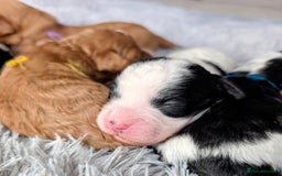 Toy Poodle dogs for sale: 🖤CAVAPOO BABIES🖤TESTED PARENTS! - Advert 5