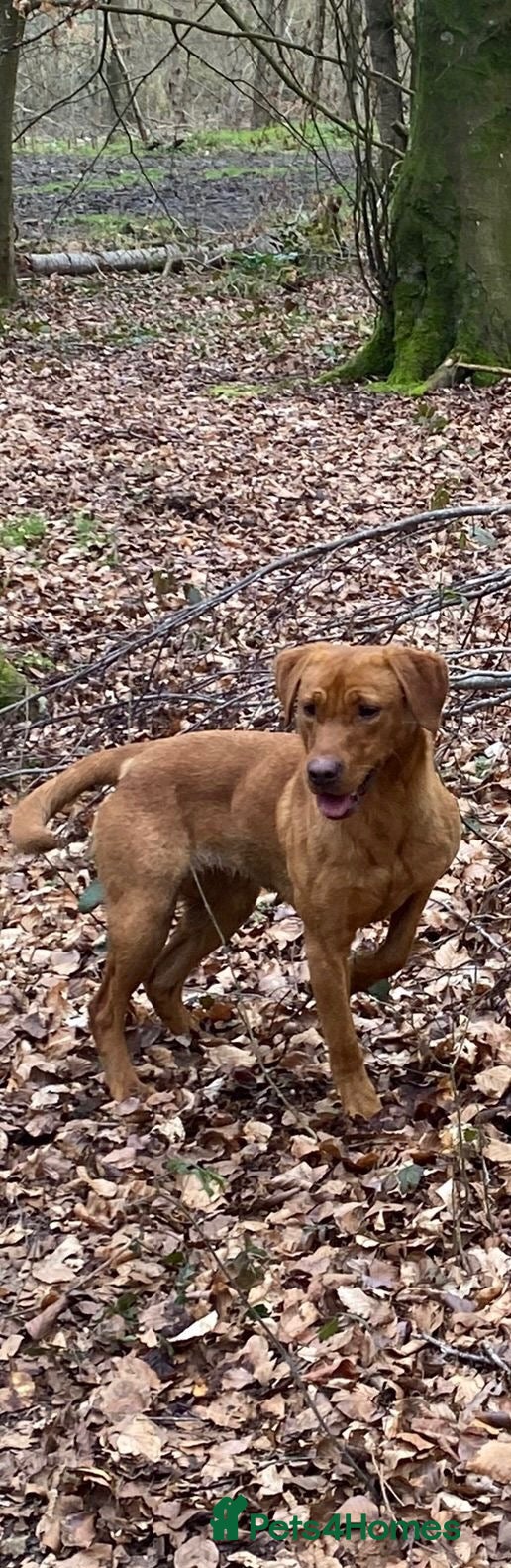 Labrador Retriever dogs Fox red female Labrador  - Advert 2