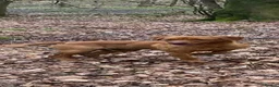 Labrador Retriever dogs for sale: Fox red female Labrador  - Advert 1