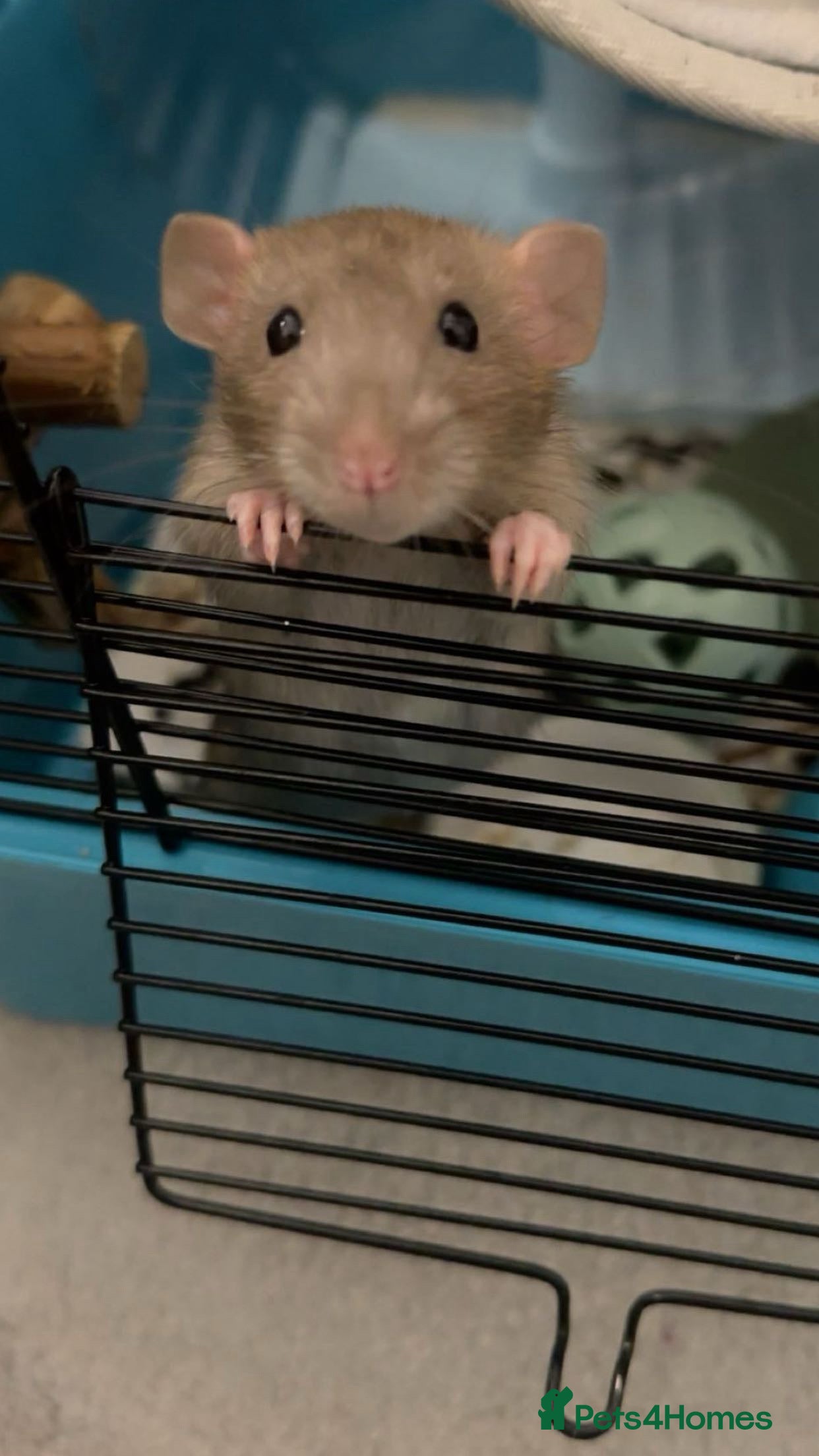 Rat rodents Male dumbo rats  - Advert 1