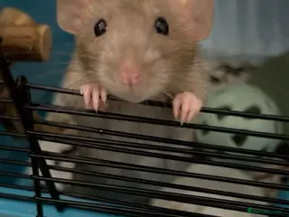 Rat rodents Male dumbo rats - Advert 1