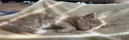 Maine Coon cats for sale: Maine coon kittens available for reservation  - Advert 3
