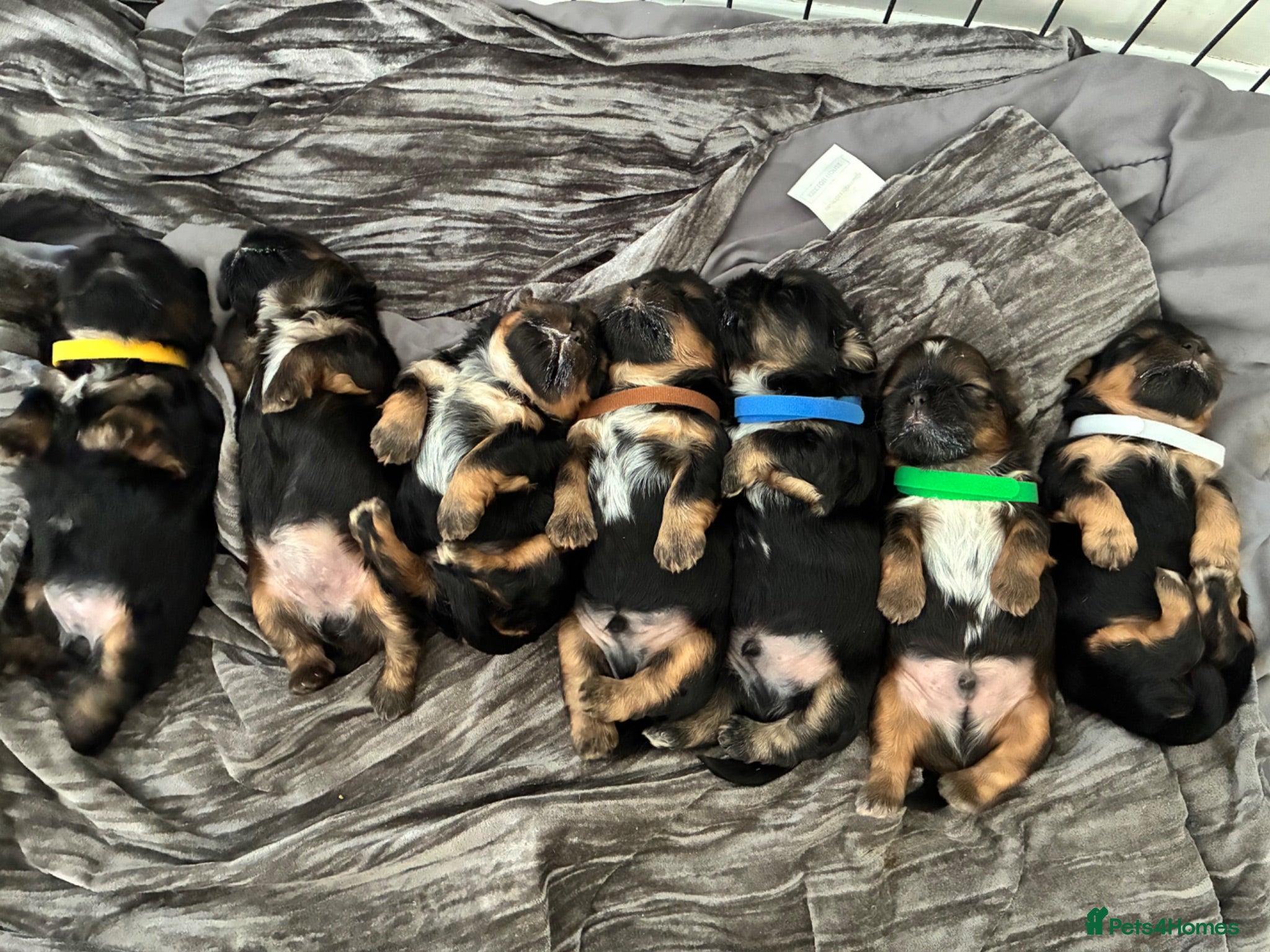 Shih Tzu dogs Stunning doby shih zu puppies - Advert 1
