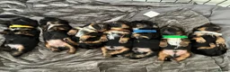 Shih Tzu dogs for sale: Stunning doby shih zu puppies - Advert 1