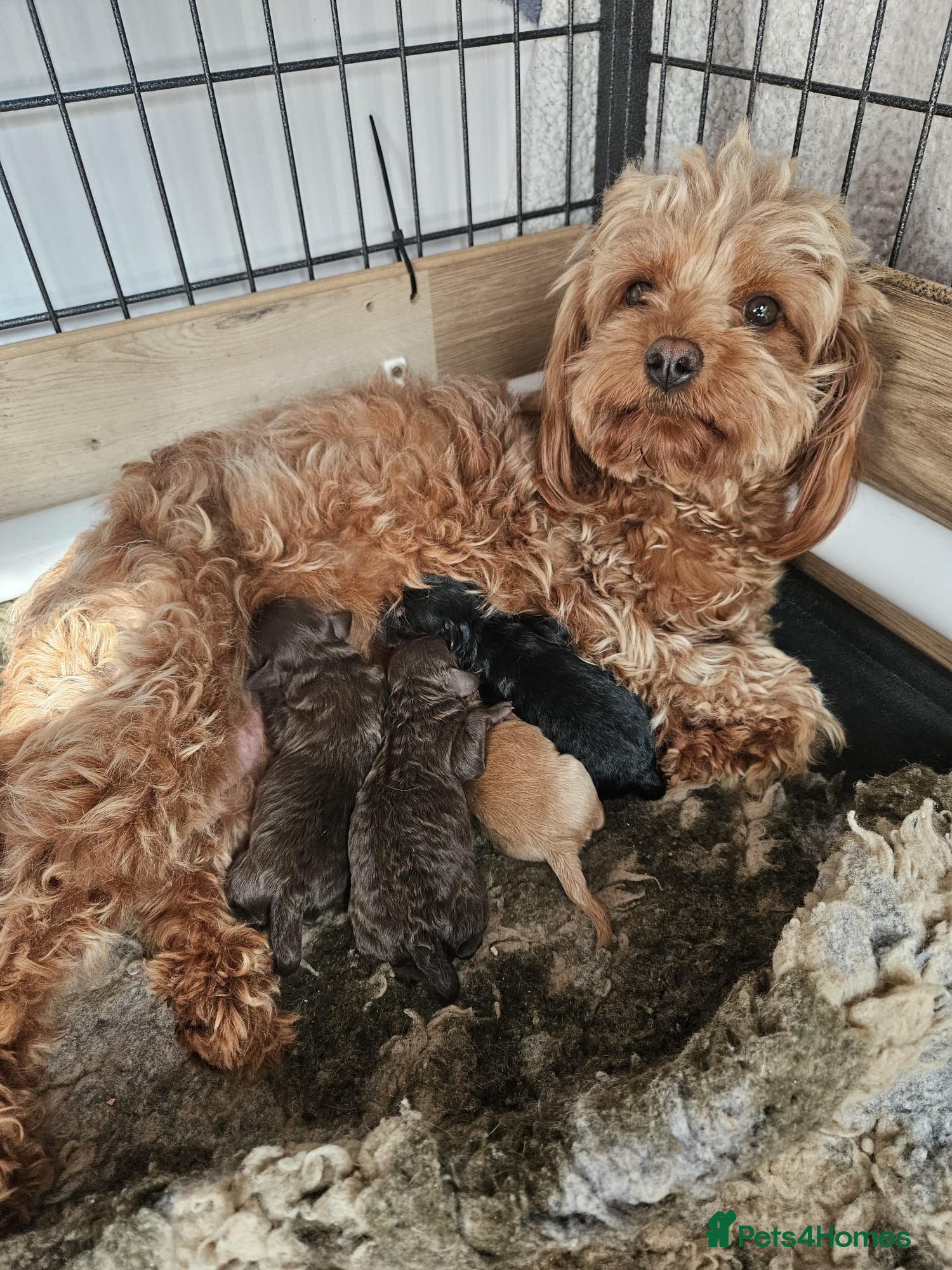 Cavapoo dogs Stunning Cavapoos Rare Chocolate  - Advert 2