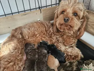 Cavapoo dogs Stunning Cavapoos Rare Chocolate - Advert 1