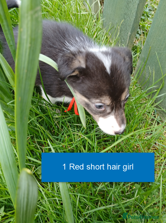 Border Collie dogs Pedigree tri-colour border collie puppies - Advert 2