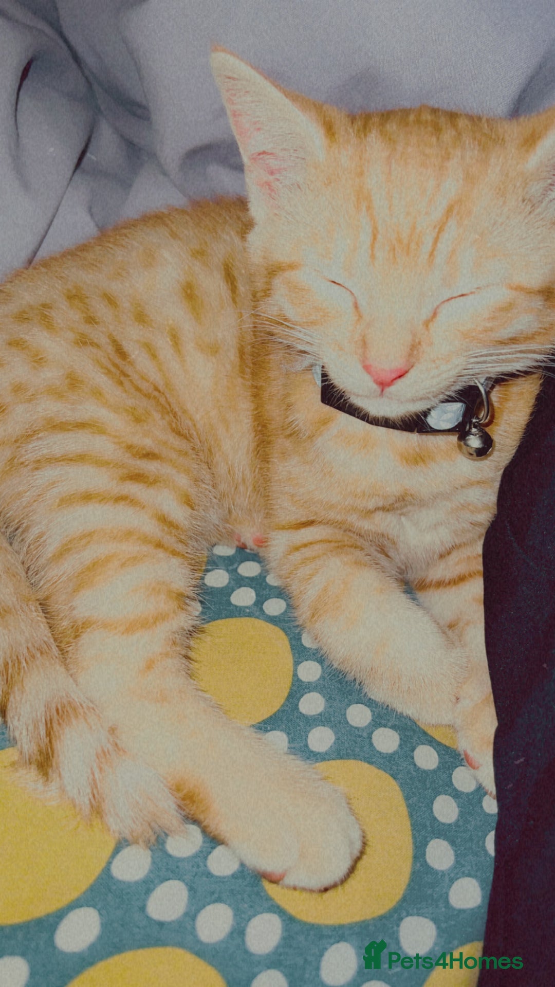 Mixed Breed cats for sale: male kitten - Advert 4