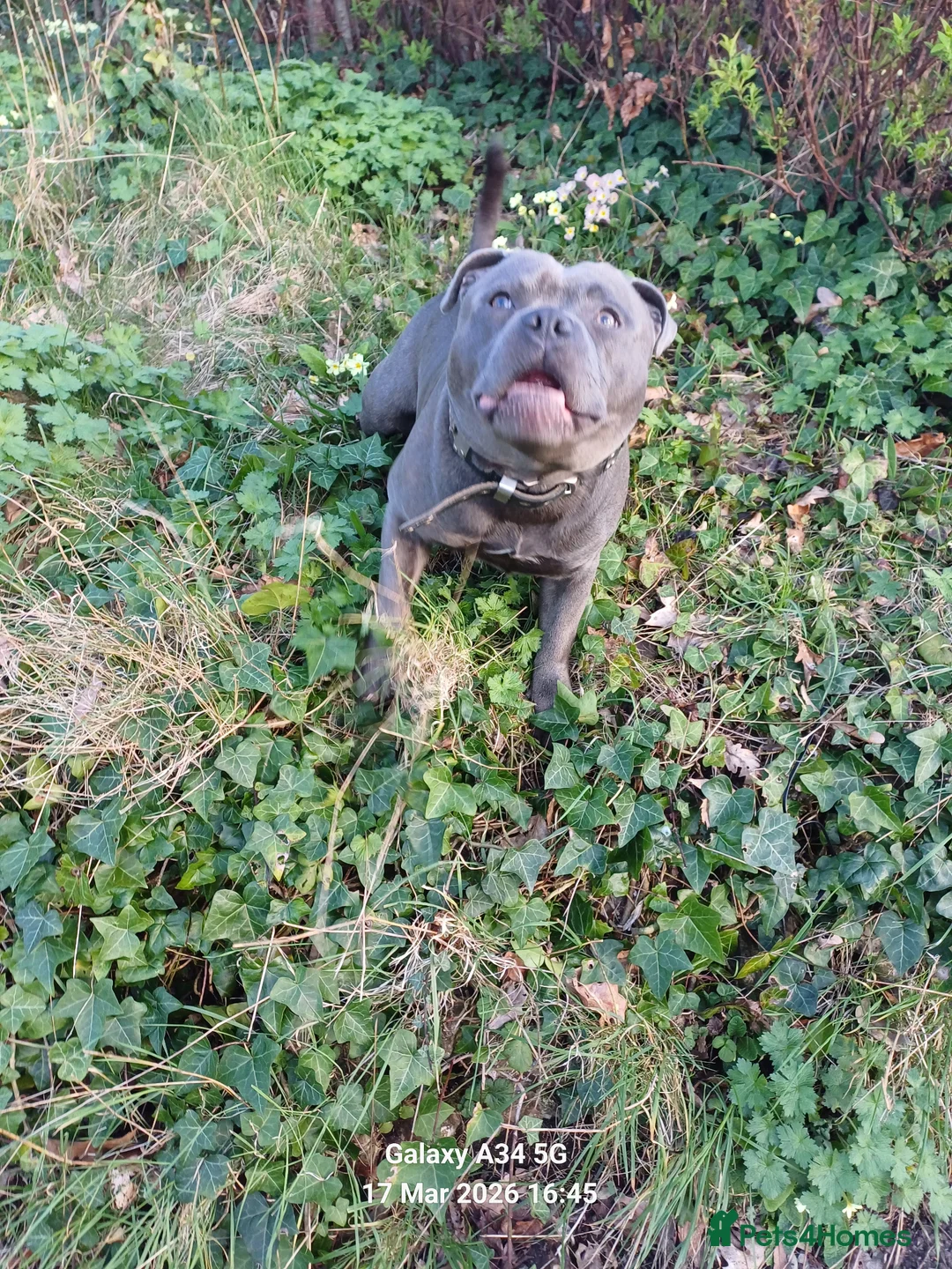 Staffordshire Bull Terrier dogs for stud: Zeus for stud, stunning fully kc blue staffy boy  in Exeter - Advert 2