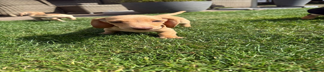 Miniature Dachshund Puppy 1