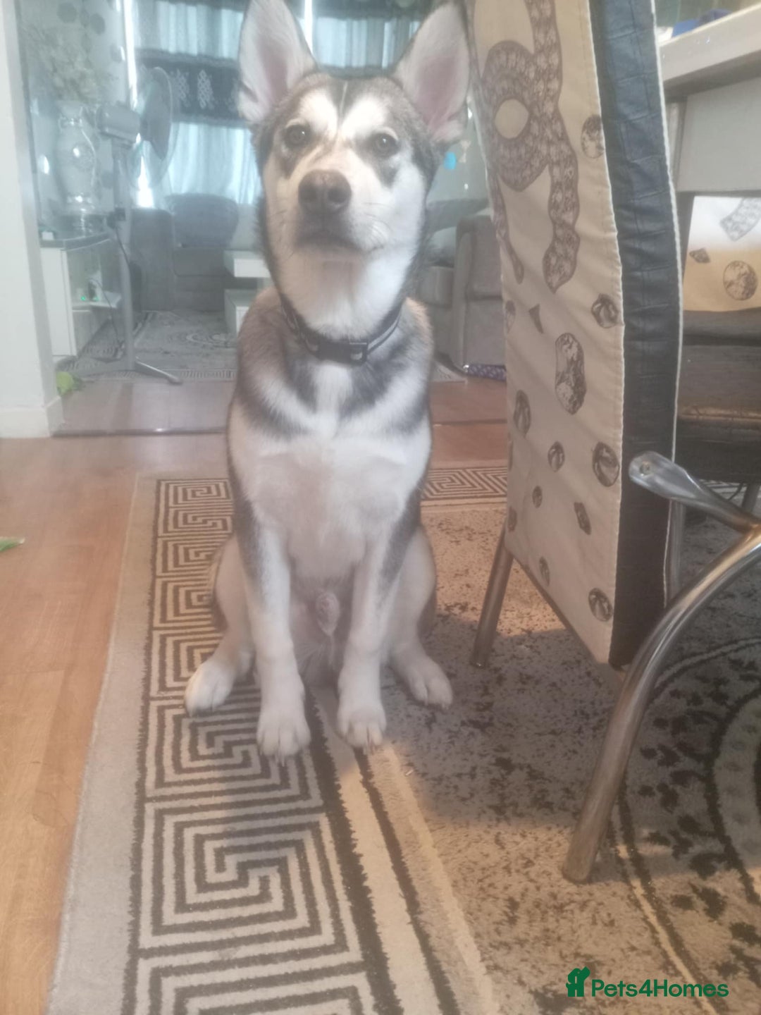 Mixed Breed dogs for sale: Siberian Husky Mix Puppy for rehome - Image 3
