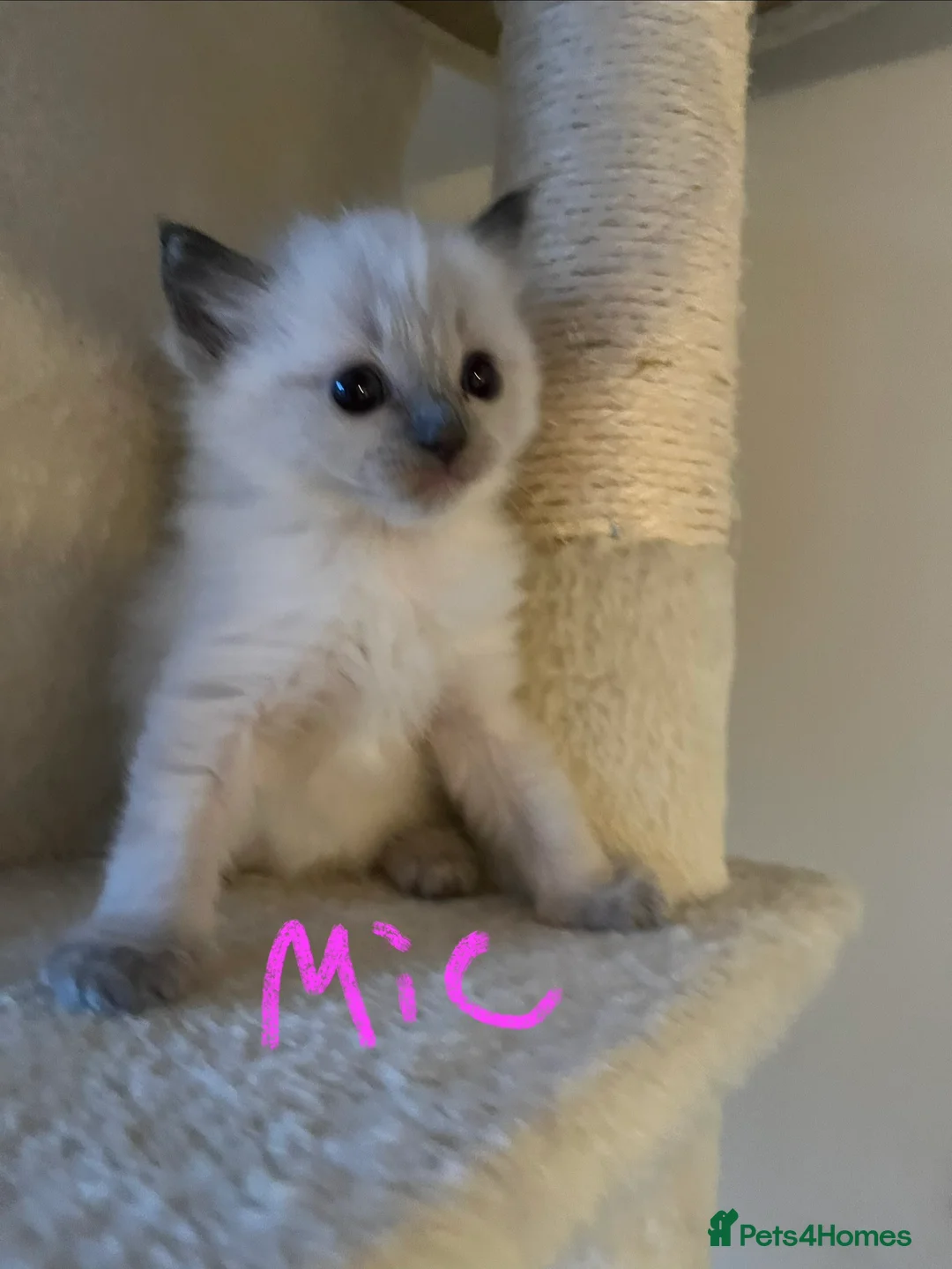 Ragdoll cats for sale: Pure ragdoll GCCF mom’s kittens for sale - Advert 5