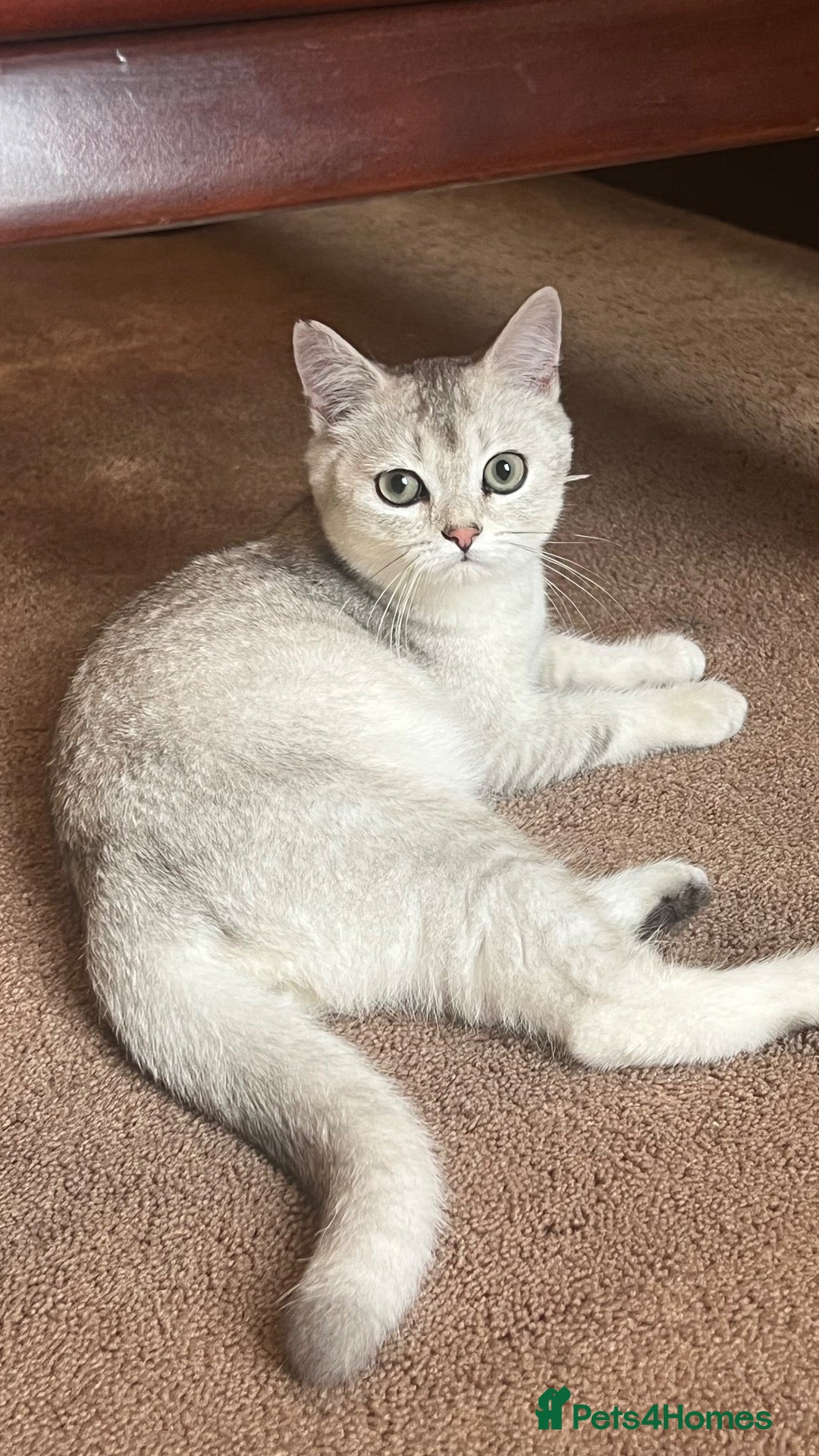 British Shorthair cats British short hair kitten  - Advert 6